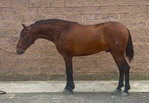 Lot 1 - Noir PM